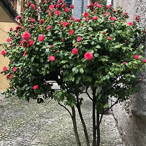 Casa , Domaso Italië